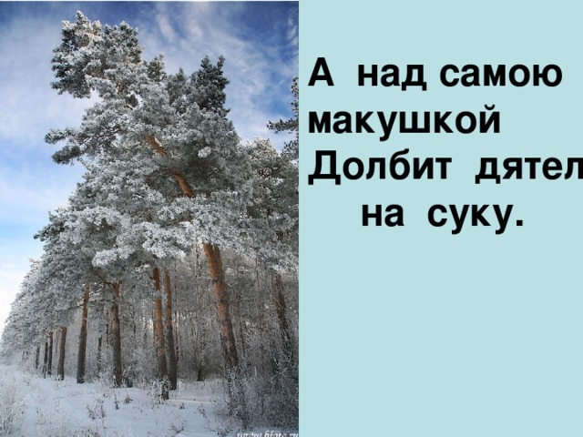 А над самою макушкой Долбит дятел  на суку.