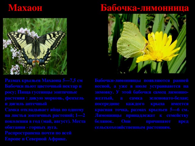 Махаон Бабочка-лимонница Размах крыльев Махаона 5—7,5 см Бабочки-лимонницы появляются ранней весной, а уже в июле устраиваются на зимовку. У этой бабочки самец лимонно-желтый, а самка зеленовато-белая; посередине каждого крыла имеется красная точка, размах крыльев 5—6 см. Лимонницы принадлежат к семейству белянок. Они причиняют вред сельскохозяйственным растениям. Бабочки пьют цветочный нектар и росу; Пища гусеницы зонтичные растения : дикую морковь, фенхель и дягиль аптечный Самка откладывает яйца по одному на листья зонтичных растений; 1—2 поколения в год (май, август). Места обитания - горных луга. Распространена почти по всей Европе и Северной Африке.