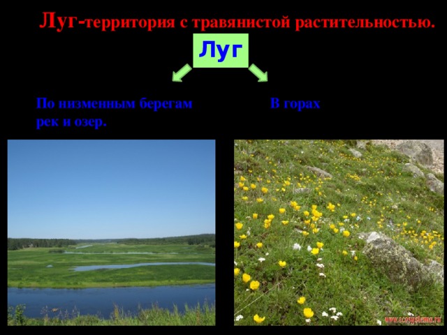 Луг презентация 6 класс. Природные сообщества горы. Луговая растительность климатические условия. Луга которые располагаются по низменным берегам рек. Синквейн природное сообщество луг.