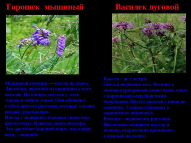 Горошек мышиный Василек луговой Высота - до 1 метра. Листья шерохова-тые. Василек с лилово-пурпурными соцветиями, снизу с коричневато-серебристыми чешуйками. Цветет василек с июня до сентября. Семена созревают в коричневых шишечках. Василек - медоносное растение. Насекомые собирают нектар и пыльцу, старательно проникают в каждый цветочек. Мышиный горошек — похож на горох. Листочки, цветочки и горошинки у него меньше. На концах листьев у него тонкие и гибкие усики. Они обвивают стебли другого растения, которое служит опорой для горошка. Цветы у мышиного горошка синие или фиолетовые. В цветах много нектара, Это растение хороший корм для коров, овец, лошадей.