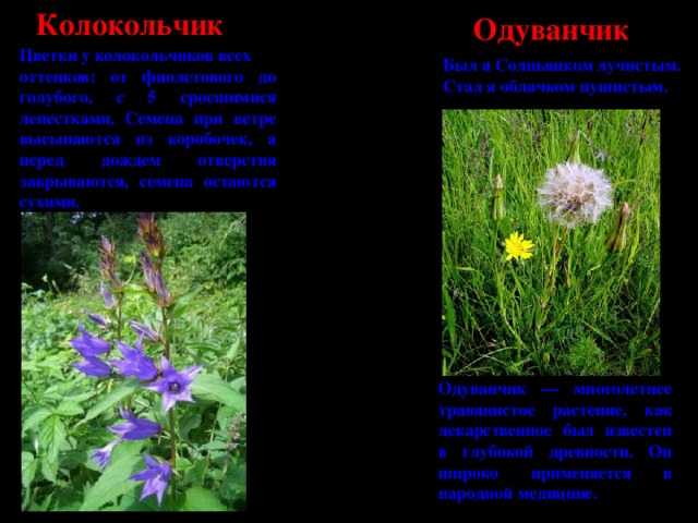 Колокольчик  Одуванчик Цветки у колокольчиков всех оттенков: от фиолетового до голубого, с 5 сросшимися лепестками. Семена при ветре высыпаются из коробочек, а перед дождем отверстия закрываются, семена остаются сухими. Был я Солнышком лучистым. Стал я облачком пушистым. Одуванчик — многолетнее травянистое растение, как лекарственное был известен в глубокой древности. Он широко применяется в народной медицине.