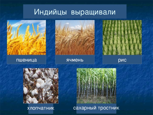 Индийцы выращивали рис пшеница ячмень сахарный тростник хлопчатник