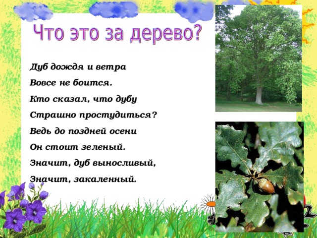 Дуб дождя и ветра Вовсе не боится. Кто сказал, что дубу Страшно простудиться? Ведь до поздней осени Он стоит зеленый. Значит, дуб выносливый, Значит, закаленный.