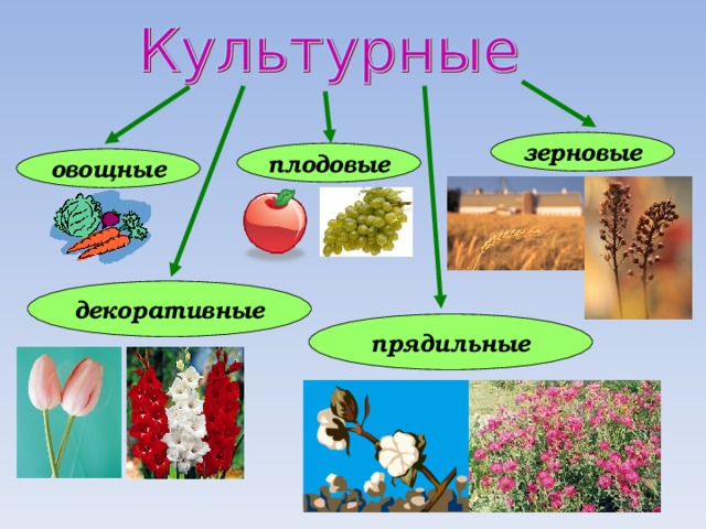 зерновые плодовые овощные декоративные прядильные