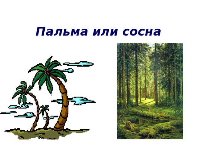 Пальма или сосна