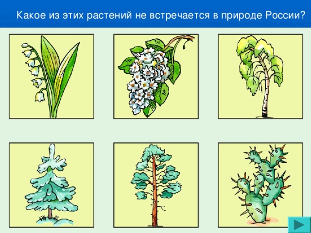 Какое из этих растений не встречается в природе России?