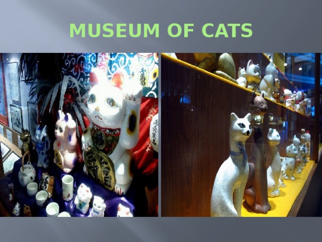 MUSEUM OF CATS