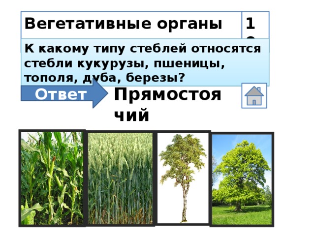 Вегетативные органы растения 10 К какому типу стеблей относятся стебли кукурузы, пшеницы, тополя, дуба, березы? Ответ Прямостоячий