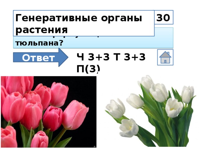 30 Генеративные органы растения Какова формула цветка тюльпана? Ответ Ч 3+3 Т 3+3 П(3)
