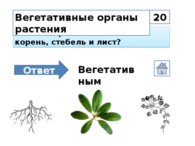 20 Вегетативные органы растения К каким органам относятся корень, стебель и лист? Ответ Вегетативным