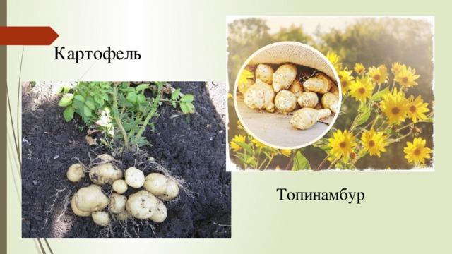 Картофель Топинамбур