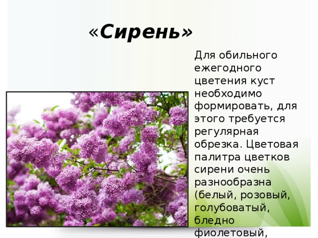 « Сирень» Для обильного ежегодного цветения куст необходимо формировать, для этого требуется регулярная обрезка. Цветовая палитра цветков сирени очень разнообразна (белый, розовый, голубоватый, бледно фиолетовый, насыщенно фиолетовый).