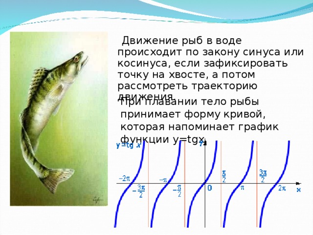 Движение рыб в воде происходит по закону синуса или косинуса, если зафиксировать точку на хвосте, а потом рассмотреть траекторию движения. При плавании тело рыбы принимает форму кривой, которая напоминает график функции y = tgx .
