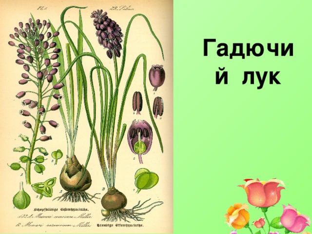 Выбери картинки на которых представлены семена однодольных растений