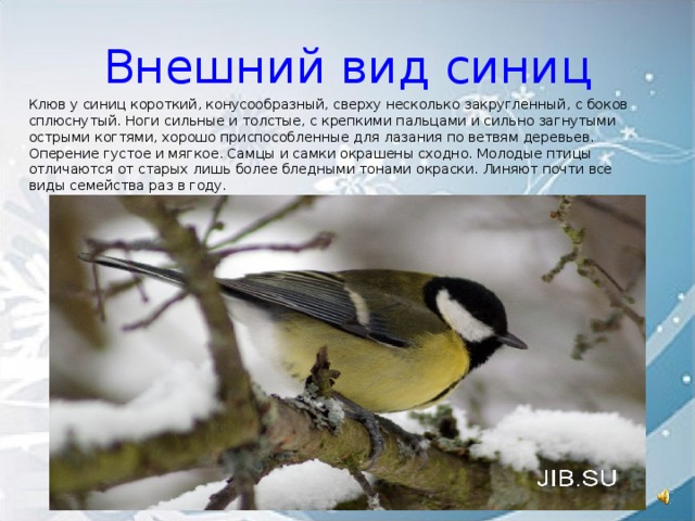 Внешний вид синиц Клюв у синиц короткий, конусообразный, сверху несколько закругленный, с боков сплюснутый. Ноги сильные и толстые, с крепкими пальцами и сильно загнутыми острыми когтями, хорошо приспособленные для лазания по ветвям деревьев. Оперение густое и мягкое. Самцы и самки окрашены сходно. Молодые птицы отличаются от старых лишь более бледными тонами окраски. Линяют почти все виды семейства раз в году.