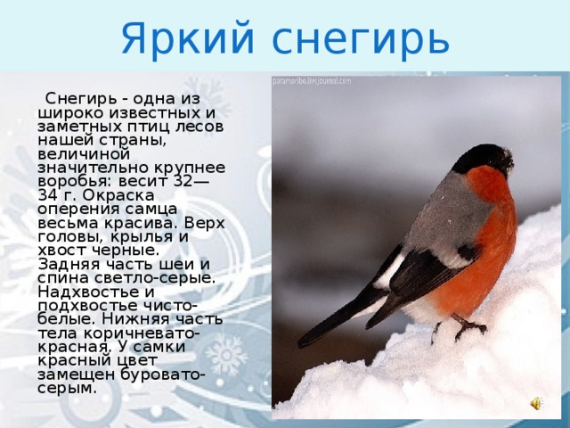 Яркий снегирь  Снегирь - одна из широко известных и заметных птиц лесов нашей страны, величиной значительно крупнее воробья: весит 32—34 г. Окраска оперения самца весьма красива. Верх головы, крылья и хвост черные. Задняя часть шеи и спина светло-серые. Надхвостье и подхвостье чисто-белые. Нижняя часть тела коричневато-красная. У самки красный цвет замещен буровато-серым.