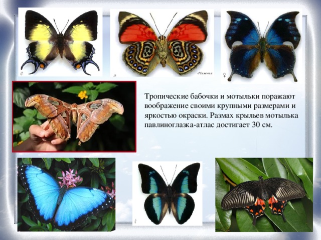 Тропические бабочки и мотыльки пора­жают воображение своими крупными размерами и яркостью окраски. Размах крыльев мотылька павлиноглазка-атлас достигает 30 см.