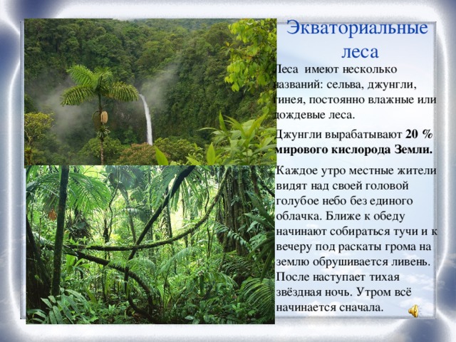 Экваториальные леса Леса имеют несколько названий: сельва, джунгли, гинея, постоянно влажные или дождевые леса. Джунгли вырабатывают 20 % мирового кислорода Земли. Каждое утро местные жители видят над своей головой голубое небо без единого облачка. Ближе к обеду начинают собираться тучи и к вечеру под раскаты грома на землю обрушивается ливень. После наступает тихая звёздная ночь. Утром всё начинается сначала.