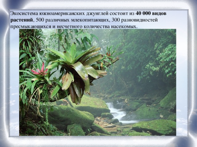 Экосистема южноамериканских джунглей состоит из 40 000 видов растений , 500 различных млекопитающих, 300 разновидностей пресмыкающихся и несчетного количества насекомых.
