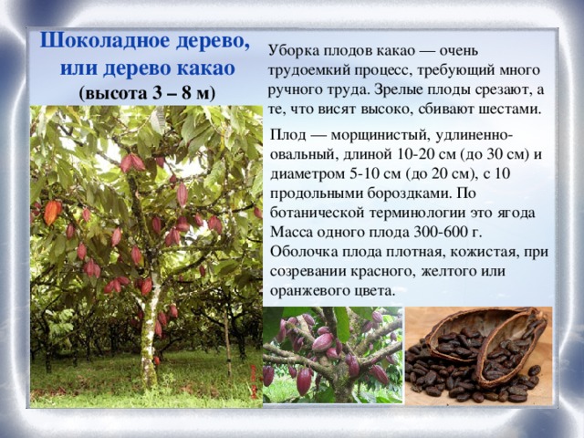 Шоколадное дерево, или дерево какао (высота 3 – 8 м) Уборка плодов какао — очень трудоемкий процесс, требующий много ручного труда. Зрелые плоды срезают, а те, что висят высоко, сбивают шестами. Плод — морщинистый, удлиненно-овальный, длиной 10-20 см (до 30 см) и диаметром 5-10 см (до 20 см), с 10 продольными бороздками. По ботанической терминологии это ягода Масса одного плода 300-600 г. Оболочка плода плотная, кожистая, при созревании красного, желтого или оранжевого цвета.