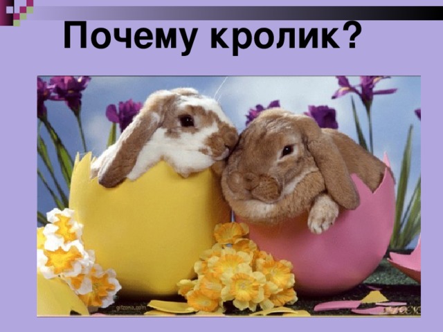 Почему кролик?