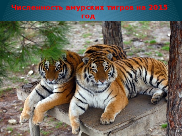 Численность амурских тигров на 2015 год составляла 540 особей, среди которых 100 тигрят