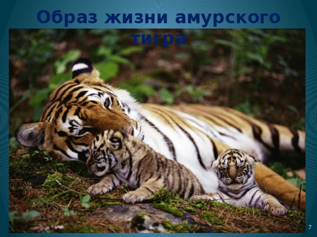 Образ жизни амурского тигра