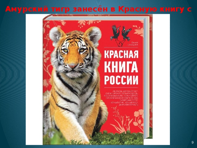 Амурский тигр занесён в Красную книгу с 1947 года