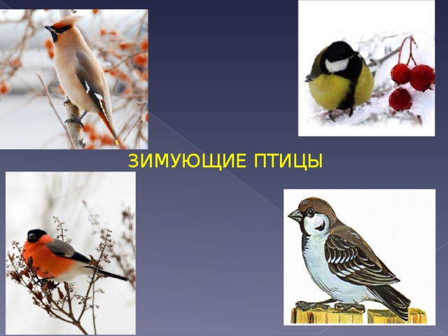 Воробьинообразные птицы презентация