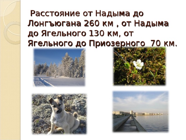 Расстояние от Надыма до Лонгъюгана 260 км , от Надыма до Ягельного 130 км, от Ягельного до Приозерного 70 км.