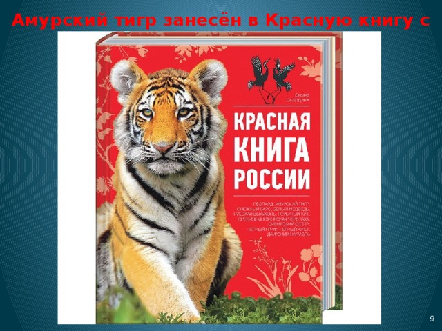 Амурский красная книга фото Проект "Амурский тигр-краса и гордость Приморья" ученик 2-А класса Лохов Владисл