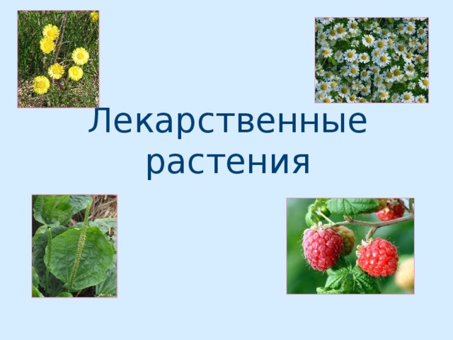 Лекарственные растения