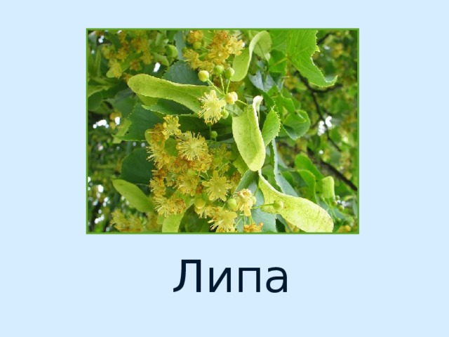 Липа