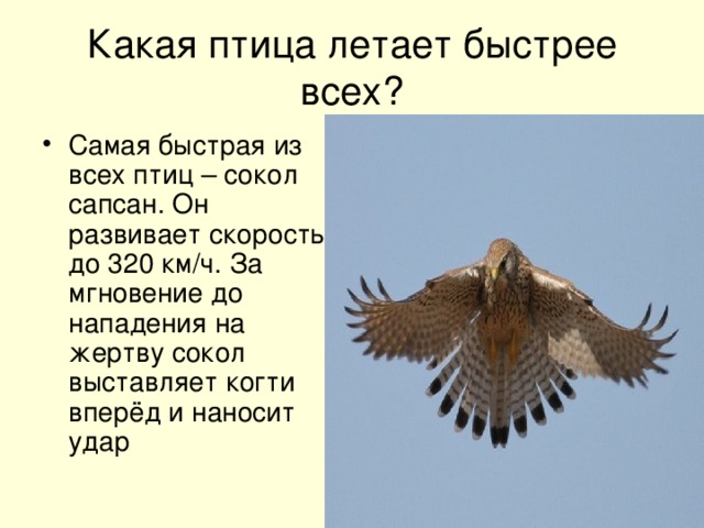 Какая птица летает быстрее всех?