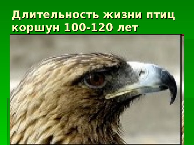 Длительность жизни птиц  коршун 100-120 лет