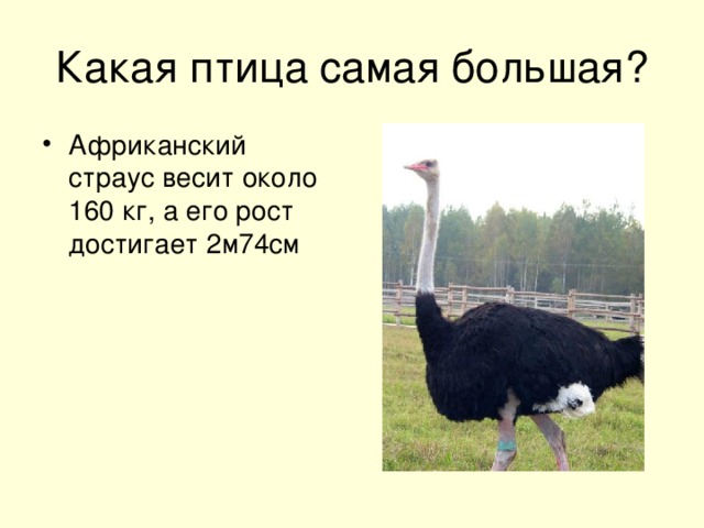 Какая птица самая большая?