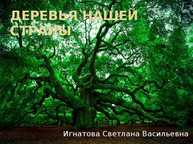 Деревья нашей страны Игнатова Светлана Васильевна