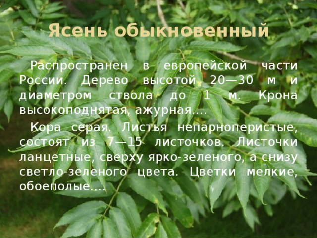Ясень обыкновенный Распространен в европейской части России. Дерево высотой 20—30 м и диаметром ствола до 1 м. Крона высокоподнятая, ажурная....  Кора серая. Листья непарноперистые, состоят из 7—15 листочков. Листочки ланцетные, сверху ярко-зеленого, а снизу светло-зеленого цвета. Цветки мелкие, обоеполые.... 