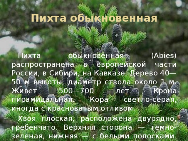 Пихта обыкновенная Пихта обыкновенная (Abies) распространена в европейской части России, в Сибири, на Кавказе. Дерево 40—50 м высоты, диаметр ствола около 1 м. Живет 500—700 лет. Крона пирамидальная. Кора светло-серая, иногда с красноватым отливом. Хвоя плоская, расположена двурядно, гребенчато. Верхняя сторона — темно-зеленая, нижняя — с белыми полосками. Плодоносит на 25—30 год.... 