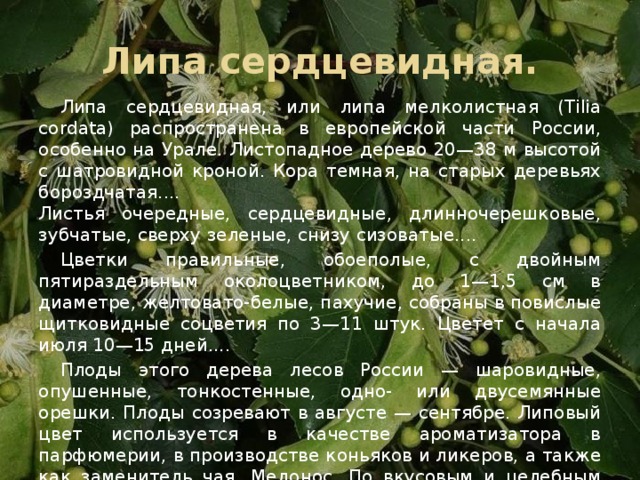 Липа сердцевидная. Липа сердцевидная, или липа мелколистная (Tilia cordata) распространена в европейской части России, особенно на Урале. Листопадное дерево 20—38 м высотой с шатровидной кроной. Кора темная, на старых деревьях бороздчатая....   Листья очередные, сердцевидные, длинночерешковые, зубчатые, сверху зеленые, снизу сизоватые....  Цветки правильные, обоеполые, с двойным пятираздельным околоцветником, до 1—1,5 см в диаметре, желтовато-белые, пахучие, собраны в повислые щитковидные соцветия по 3—11 штук. Цветет с начала июля 10—15 дней....  Плоды этого дерева лесов России — шаровидные, опушенные, тонкостенные, одно- или двусемянные орешки. Плоды созревают в августе — сентябре. Липовый цвет используется в качестве ароматизатора в парфюмерии, в производстве коньяков и ликеров, а также как заменитель чая. Медонос. По вкусовым и целебным качествам липовый мед издавна считается лучшим...
