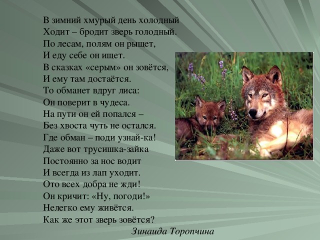 В зимний хмурый день холодный Ходит – бродит зверь голодный. По лесам, полям он рыщет, И еду себе он ищет. В сказках «серым» он зовётся, И ему там достаётся. То обманет вдруг лиса: Он поверит в чудеса. На пути он ей попался – Без хвоста чуть не остался. Где обман – поди узнай-ка! Даже вот трусишка-зайка Постоянно за нос водит И всегда из лап уходит. Ото всех добра не жди! Он кричит: «Ну, погоди!» Нелегко ему живётся. Как же этот зверь зовётся? Зинаида Торопчина