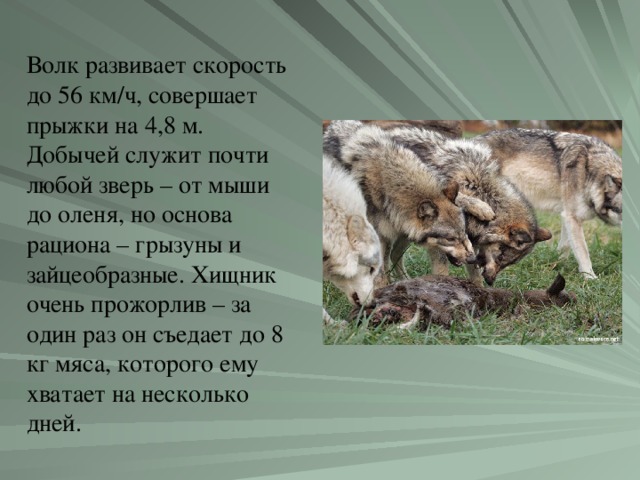 Волк развивает скорость до 56 км/ч, совершает прыжки на 4,8 м. Добычей служит почти любой зверь – от мыши до оленя, но основа рациона – грызуны и зайцеобразные. Хищник очень прожорлив – за один раз он съедает до 8 кг мяса, которого ему хватает на несколько дней.