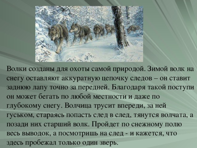 Волки созданы для охоты самой природой. Зимой волк на снегу оставляют аккуратную цепочку следов – он ставит заднюю лапу точно за передней. Благодаря такой поступи он может бегать по любой местности и даже по глубокому снегу. Волчица трусит впереди, за ней гуськом, стараясь попасть след в след, тянутся волчата, а позади них старший волк. Пройдет по снежному полю весь выводок, а посмотришь на след - и кажется, что здесь пробежал только один зверь.