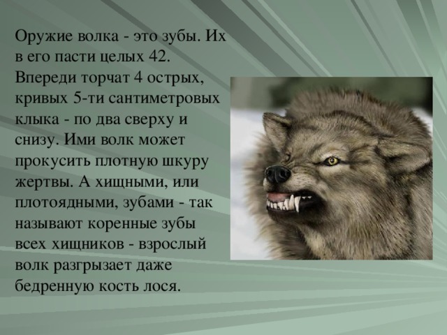 Оружие волка - это зубы. Их в его пасти целых 42. Впереди торчат 4 острых, кривых 5-ти сантиметровых клыка - по два сверху и снизу. Ими волк может прокусить плотную шкуру жертвы. А хищными, или плотоядными, зубами - так называют коренные зубы всех хищников - взрослый волк разгрызает даже бедренную кость лося.