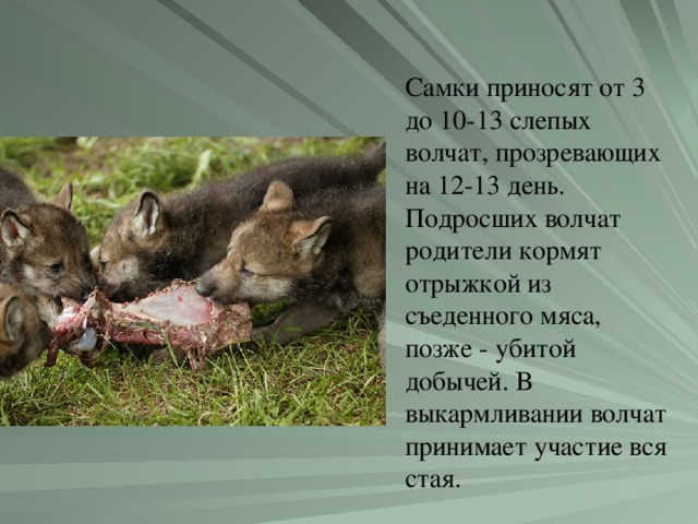Самки приносят от 3 до 10-13 слепых волчат, прозревающих на 12-13 день. Подросших волчат родители кормят отрыжкой из съеденного мяса, позже - убитой добычей. В выкармливании волчат принимает участие вся стая.