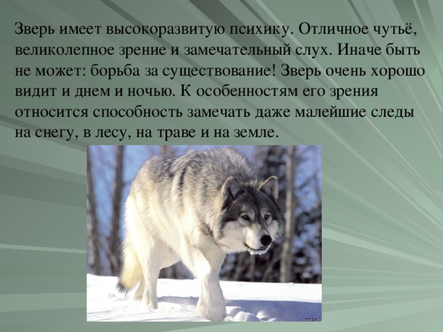 Зверь имеет высокоразвитую психику. Отличное чутьё, великолепное зрение и замечательный слух. Иначе быть не может: борьба за существование! Зверь очень хорошо видит и днем и ночью. К особенностям его зрения относится способность замечать даже малейшие следы на снегу, в лесу, на траве и на земле.