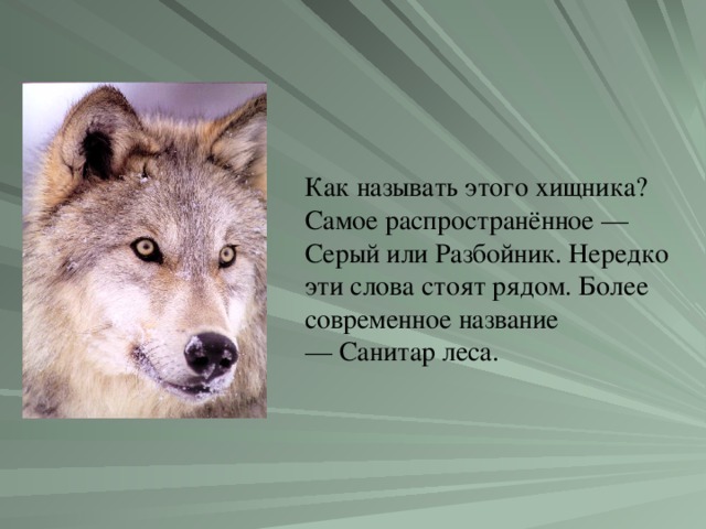 Как называть этого хищника? Самое распространённое — Серый или Разбойник. Нередко эти слова стоят рядом. Более современное название — Санитар леса.
