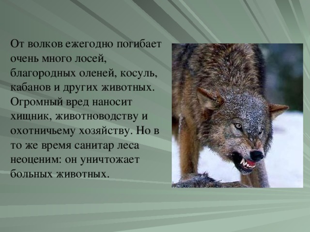 От волков ежегодно погибает очень много лосей, благородных оленей, косуль, кабанов и других животных. Огромный вред наносит хищник, животноводству и охотничьему хозяйству. Но в то же время санитар леса неоценим: он уничтожает больных животных.