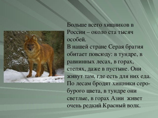Больше всего хищников в России – около ста тысяч особей. В нашей стране Серая братия обитает повсюду: в тундре, в равнинных лесах, в горах, степях, даже в пустыне. Они живут там, где есть для них еда. По лесам бродят хищники серо-бурого цвета, в тундре они светлые, в горах Азии  живет очень редкий Красный волк.