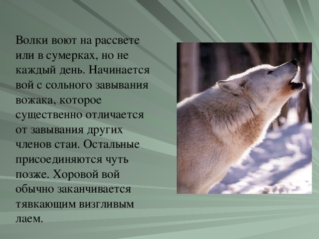 Волки воют на рассвете или в сумерках, но не каждый день. Начинается вой с сольного завывания вожака, которое существенно отличается от завывания других членов стаи. Остальные присоединяются чуть позже. Хоровой вой обычно заканчивается тявкающим визгливым лаем.